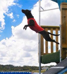 8/21(日)DSE初のスプラッシュドッグ競技会場にイージードッグも出店します！