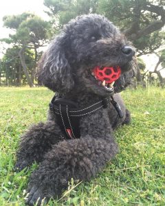 「イージーおでかけ」キャンペーン入賞者発表のお知らせ