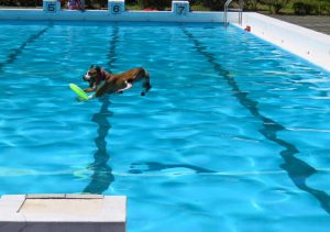 DSE主催のスプラッシュドッグ&SUP体験会に出店します！