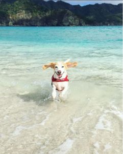 イージードッグフォトコンテストVol.2「イージー水祭り」結果発表！！