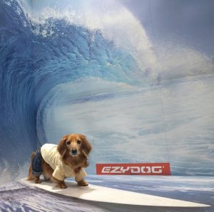 インターペット2017限定！イージードッグフォトコンテスト「イージー波乗り」結果発表