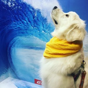 20170414_055011000_iOS