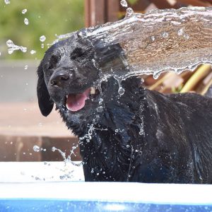 イージードッグフォトコンテスト「イージー水祭り２０１７」結果発表！！