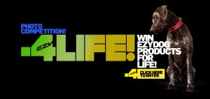 EzyDog Worldwideフォトコンテスト開催中！11/23（木・祝）まで