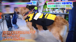 日本テレビ、ヒルナンデス！で紹介されました(3月28日放映分)