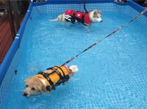 7/28(土)のプールイベント、大盛況で終了！