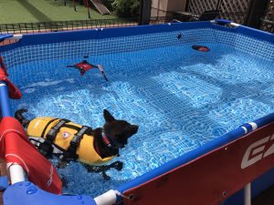 ドッグプール体験会に協賛させて頂きます！（ズースクエア静岡店）