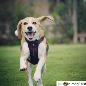 イージードッグフォトコンテスト「イージーデニム犬2019」結果発表！！