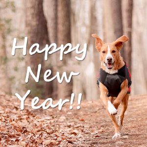 あけましておめでとうございます