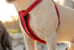 しっかりフィット