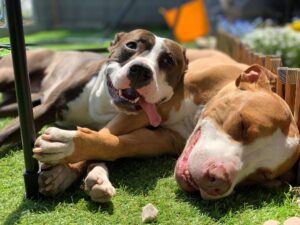 ドッグコミュニティ更新しました！