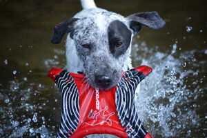 ドッグコミュニティ更新しました！