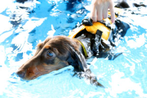 ドッグコミュニティ更新しました！