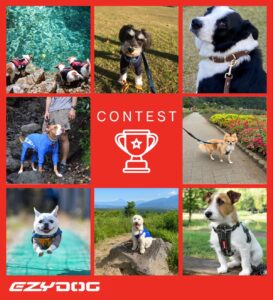 イージードッグフォトコンテスト開催します！(2024.4.5〜2024.5.12)