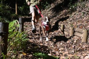 ドッグコミュニティ更新しました！