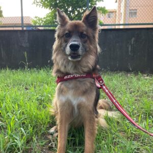 ドッグコミュニティ更新しました！